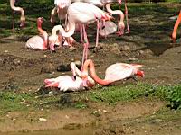 Flamands roses, Phoenicopterus roseus (ord Phoenicopteriformes) (fam Phoenicopterides) (Photo F. Mrugala) (07)